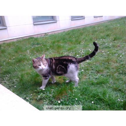 rencontre chats boulogne billancourt rencontre chats boulogne billancourt